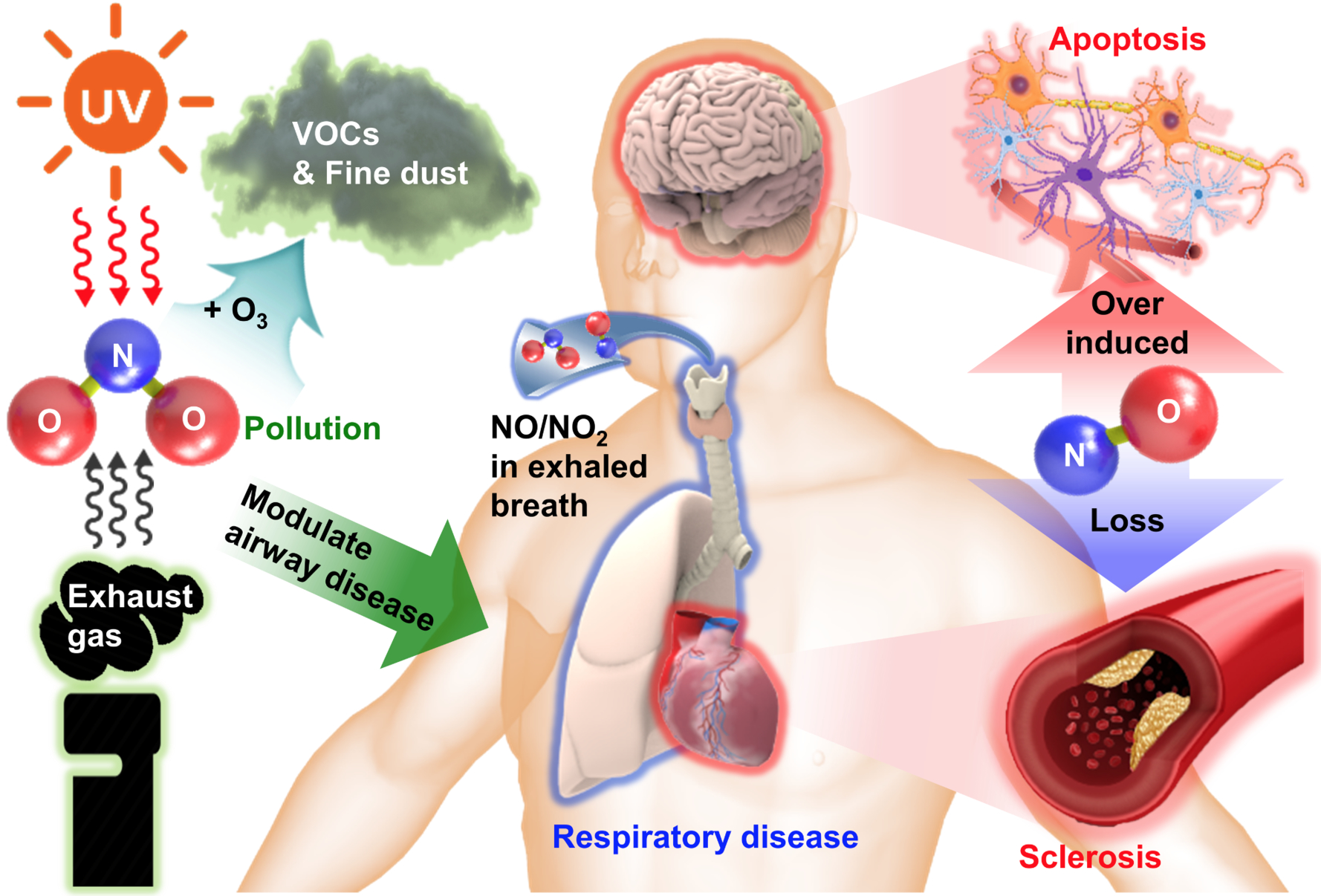 Implantable Sensor Could Measure Bodily Functions And Then Safely 