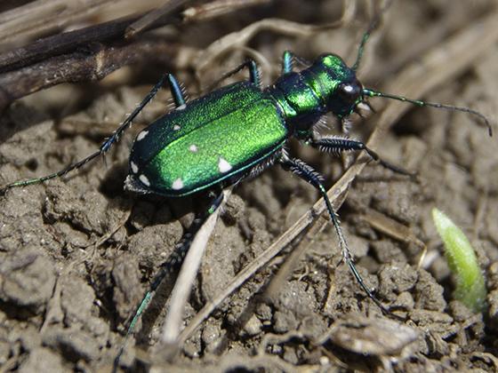 Habitat will dictate whether ground beetles win or lose against